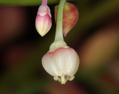 Vaccinium shastense shastense