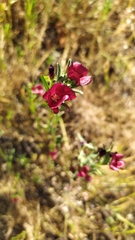 Clarkia tenella