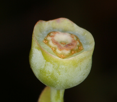 Vaccinium shastense shastense