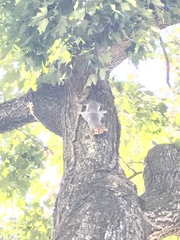 Sciurus carolinensis