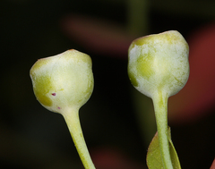 Vaccinium shastense shastense