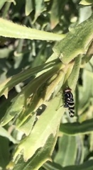 Pterotaenia fasciata