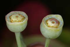 Vaccinium shastense shastense