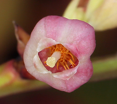 Vaccinium shastense shastense