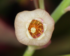 Vaccinium shastense shastense