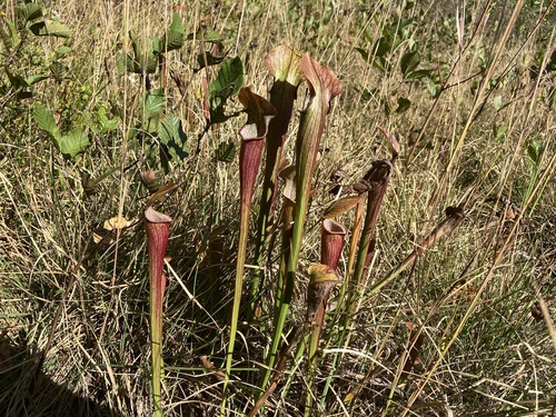Sarracenia jonesii