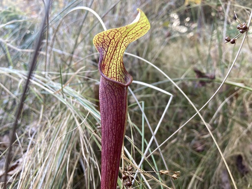 Sarracenia jonesii