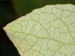 Vaccinium shastense shastense