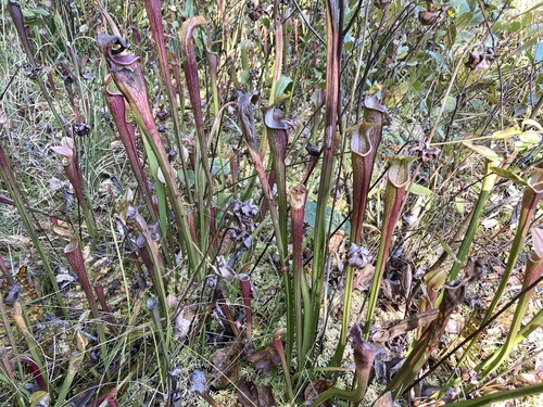 Sarracenia jonesii