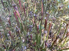 Sarracenia jonesii