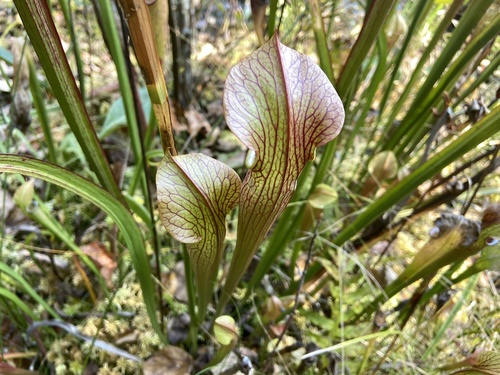 Sarracenia jonesii