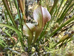 Sarracenia jonesii