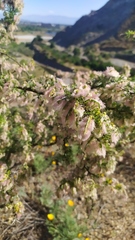 Adesmia confusa