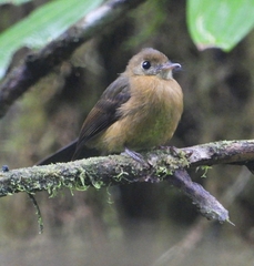 Myiobius villosus
