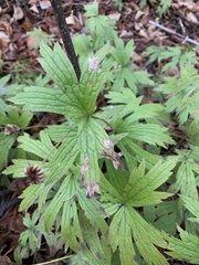 Anemonastrum canadense