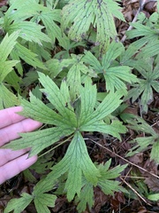 Anemonastrum canadense