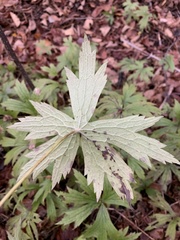 Anemonastrum canadense