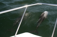 Cephalorhynchus heavisidii