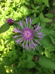 Centaurea