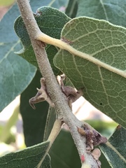 Disholcaspis pedunculoides