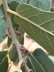 Disholcaspis pedunculoides