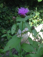 Centaurea