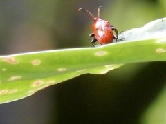 Lema quadripunctata