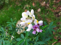 Lupinus mutabilis