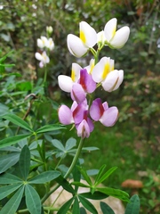 Lupinus mutabilis