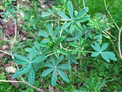 Lupinus mutabilis