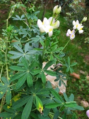 Lupinus mutabilis