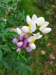 Lupinus mutabilis