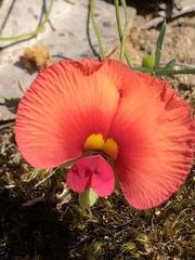 Gompholobium polymorphum