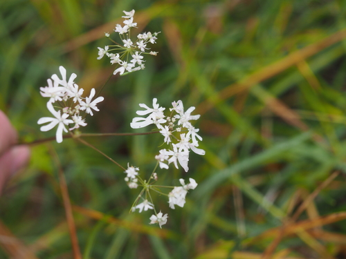 Heracleum austriacum (Heracleum austriacum)