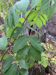 Sambucus racemosa