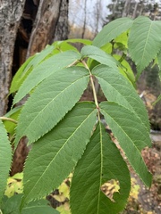 Sambucus racemosa