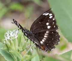 Chlosyne lacinia crocale
