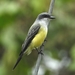 Snowy-throated Kingbird - Photo (c) Nelson Apolo, some rights reserved (CC BY-NC), uploaded by Nelson Apolo