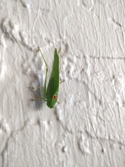 Microcentrum californicum