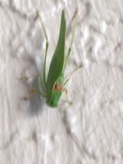 Microcentrum californicum