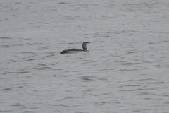 Gavia stellata