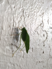 Microcentrum californicum