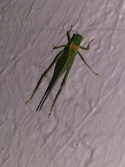 Microcentrum californicum