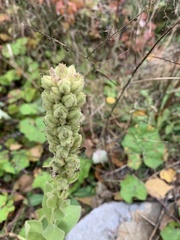 Verbascum thapsus