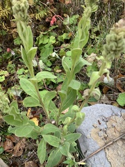 Verbascum thapsus
