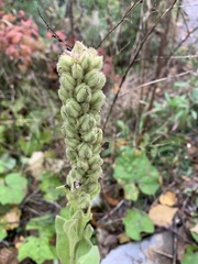 Verbascum thapsus