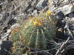 Ferocactus echidne