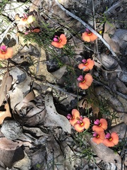Gompholobium polymorphum