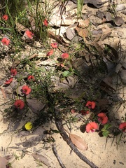 Gompholobium polymorphum