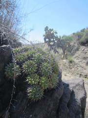 Mammillaria compressa compressa